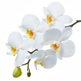 Стол обеденный Танго белый/Орхидея в Боготоле - bogotol.katalogmebeli.com | фото 3